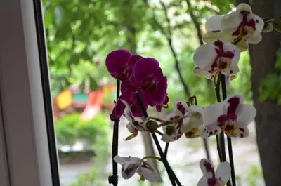 Ogród w obiekcie Apartament Orchidea Centrum