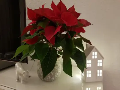 Plan piętra w obiekcie Wygodny dwupokojowy apartament pomiedzy lotniskiem a centrum