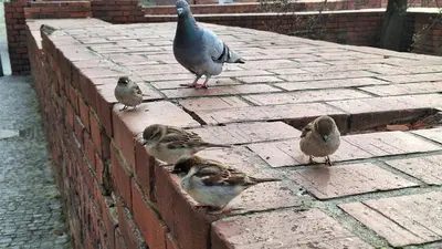 Zwierzęta w apartamencie lub w pobliżu