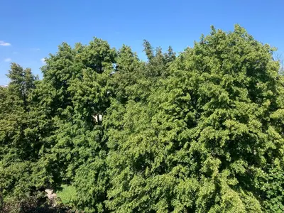 Przyroda w pobliżu tego apartamentu