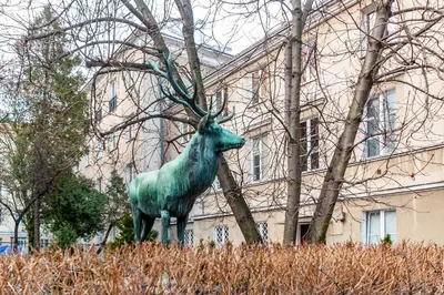 Zwierzęta w apartamencie lub w pobliżu