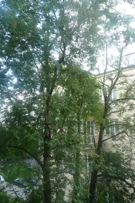 Przyroda w pobliżu tego apartamentu