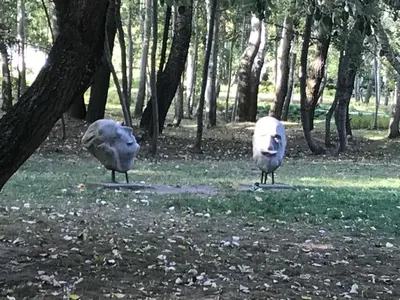 Zwierzęta w apartamencie lub w pobliżu