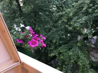 Ogród w obiekcie Rent0nline Hoża Apartment Center Metro