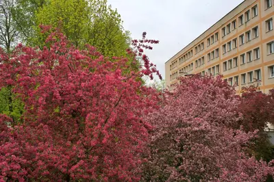 Ogród w obiekcie Szucha 27 - Royal Łazienki Flat