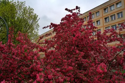 Ogród w obiekcie Szucha 27 - Royal Łazienki Flat